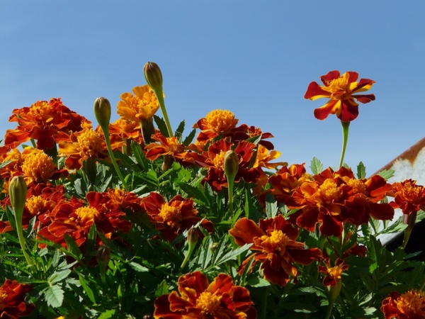 marigold flower prosperous