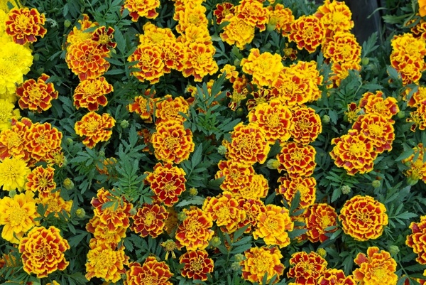 marigold flower spring