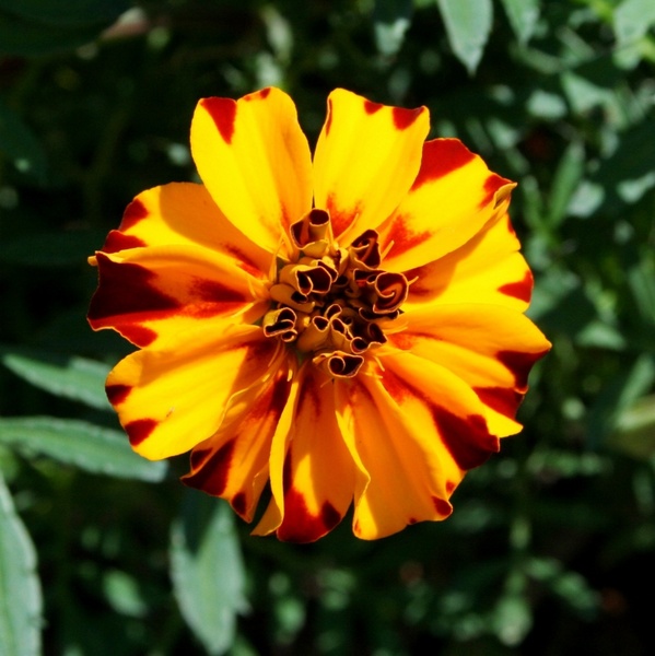 marigold flower variegated