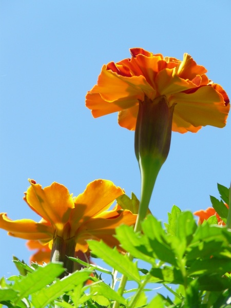 marigold marigolds flower