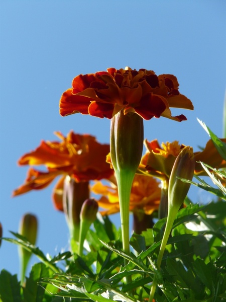 marigold marigolds turkish carnation