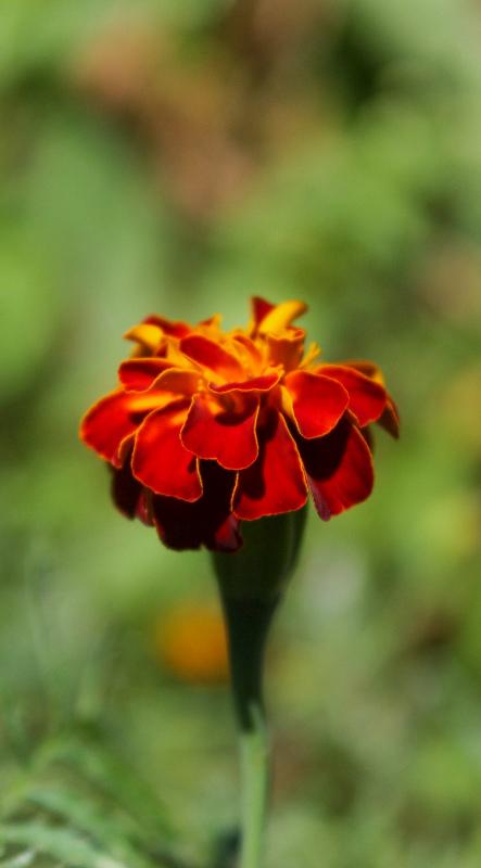Marigold petal backdrop picture blurred closeup 