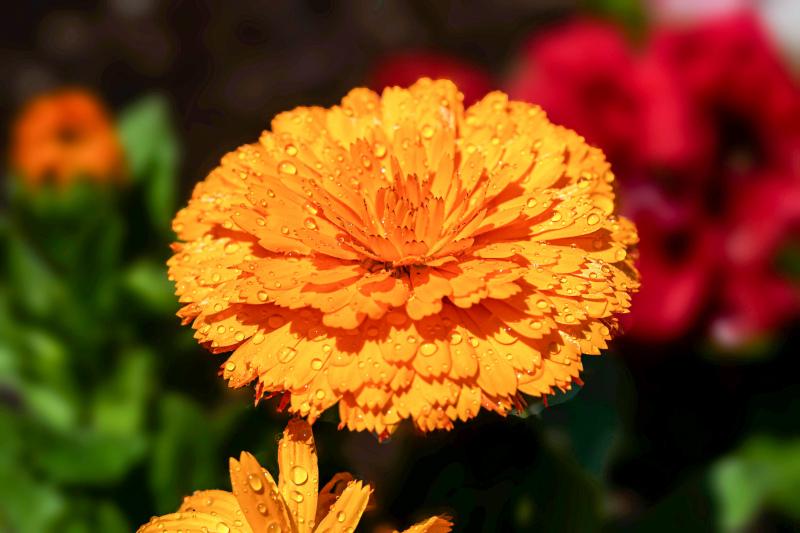 marigold petal backdrop picture elegant closeup 