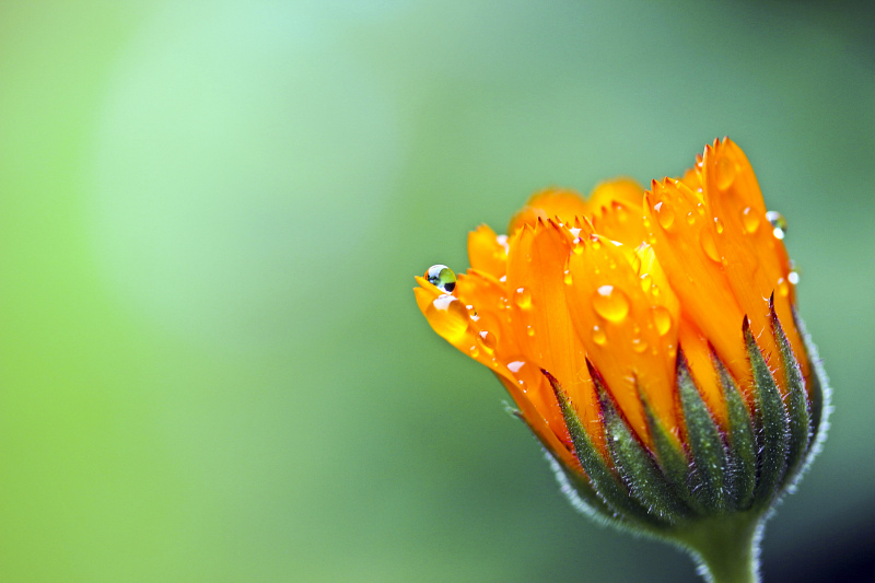 marigold petal picture elegant closeup 