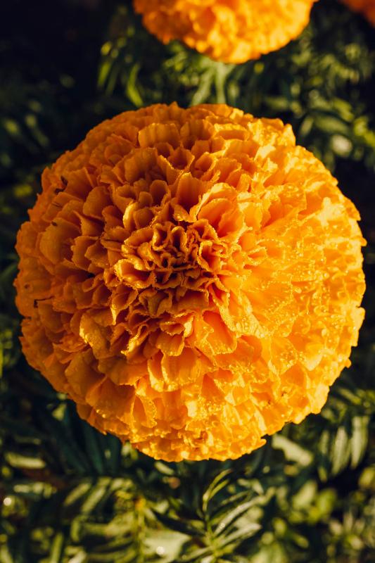 marigold petals backdrop picture contrast closeup 