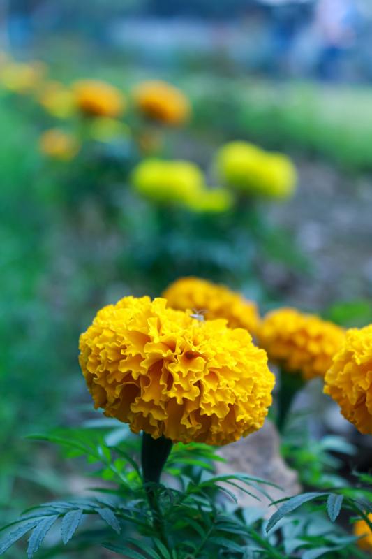 marigold plantation picture blooming scene blurred closeup 