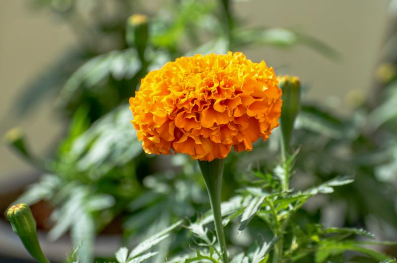 marigold plantation picture elegant closeup marigold flora 