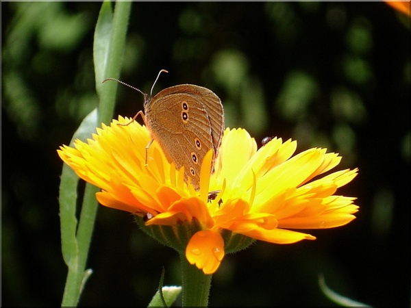 marigold summer butterfly