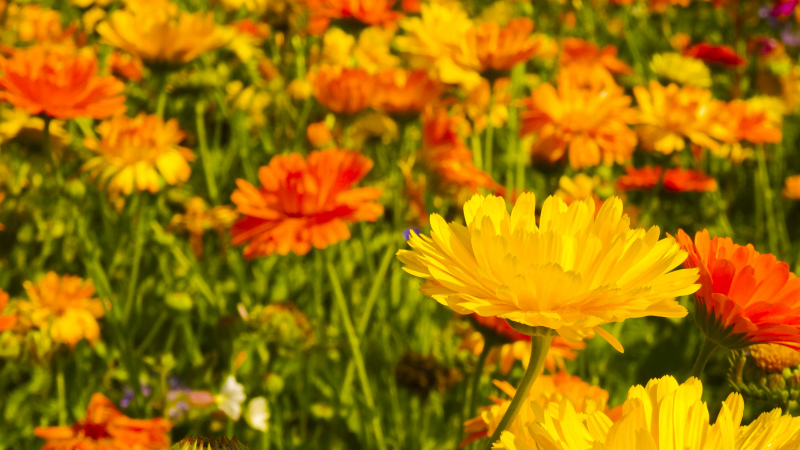 marigolds garden picture background blooming flowers 