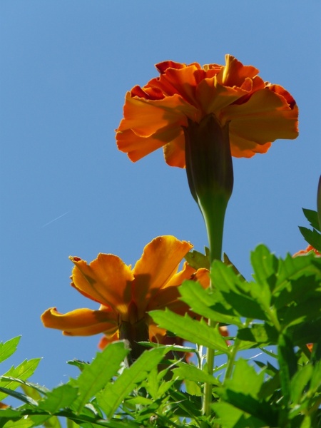 marigolds marigold turkish carnation