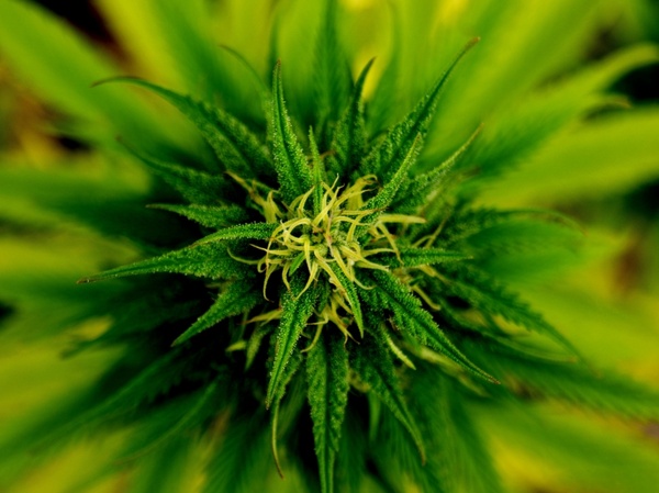 marijuana flower green