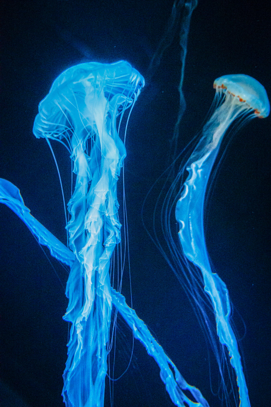 marine scene picture contrast jellyfish swimming 