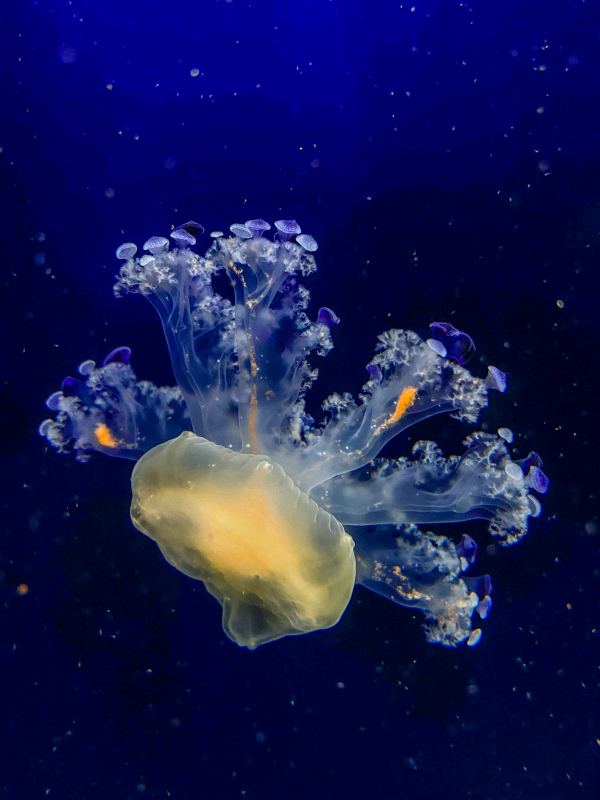 marine scene picture swimming jellyfish closeup 