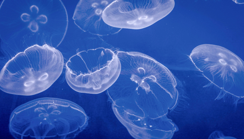 marine scene picture swimming jellyfish school 