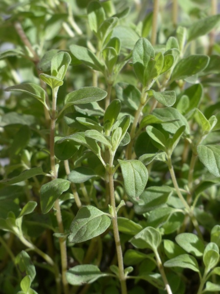 marjoram plant kitchen herb