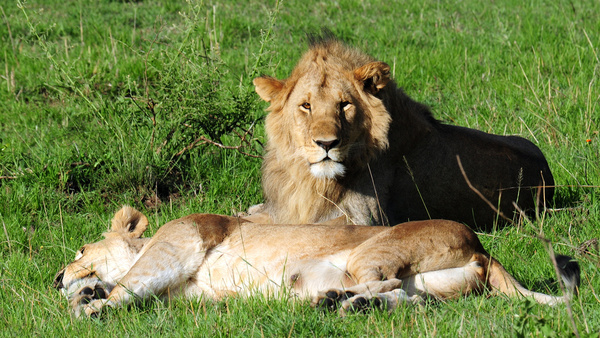 Mating lion Photos in .jpg format free and easy download unlimit id:565685