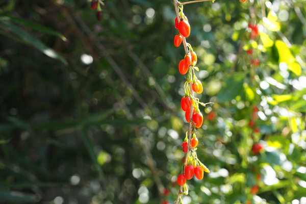 matrimony vine lycium barbarum 