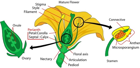 Mature Flower Diagram clip art 