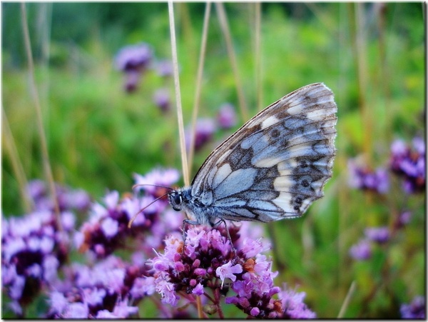 meadow butterfly close 