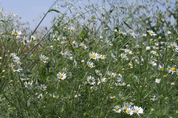 meadow chamomile early summer