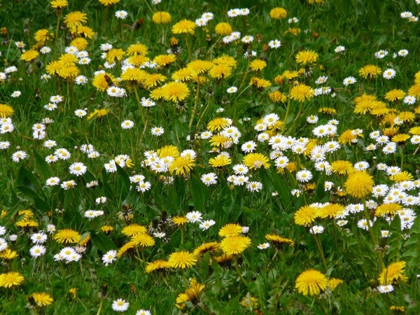 meadow daisy dandelion