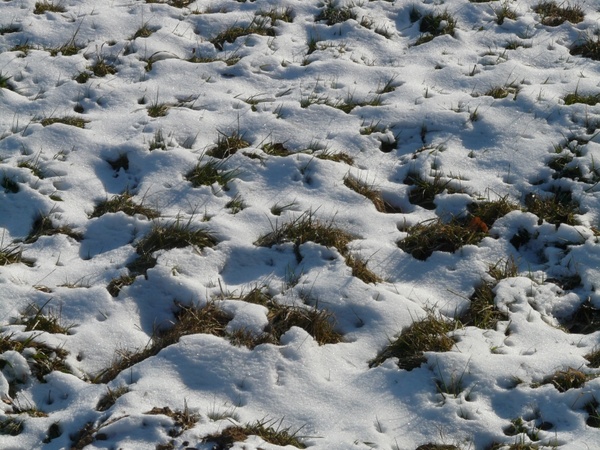 meadow field snowy