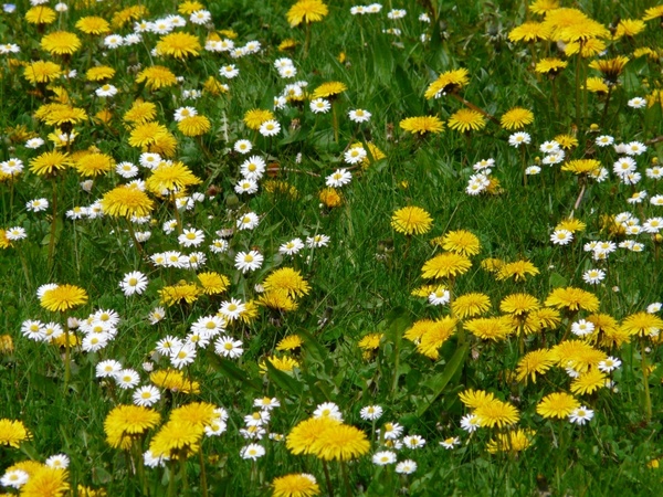 meadow flowers dandelion