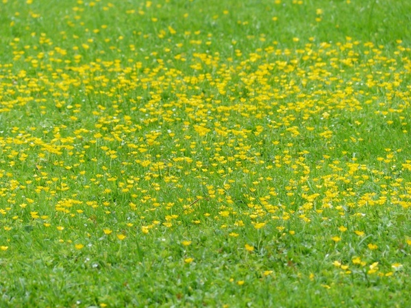 meadow flowers lard flowers