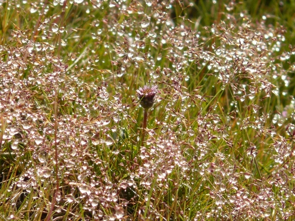 meadow grass dew