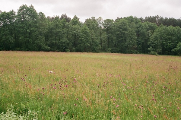 meadow in june 