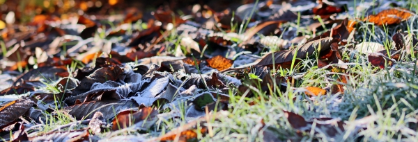 brown dried leaves on grass 