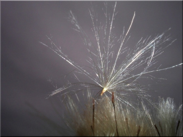 meadow seeds thistle