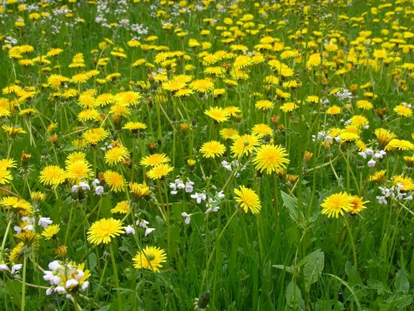 meadow spring dandelion