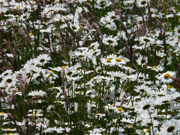 meadows-margerite leucanthemum vulgare flower