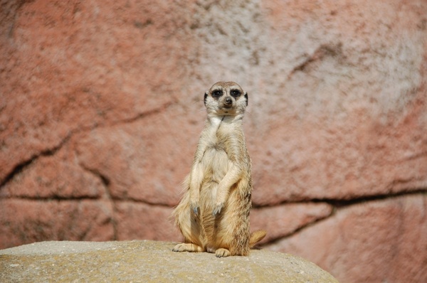 meerkat africa animal
