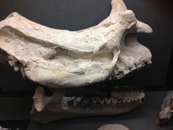 menops giganteus