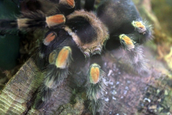 mexican redknee tarantula 