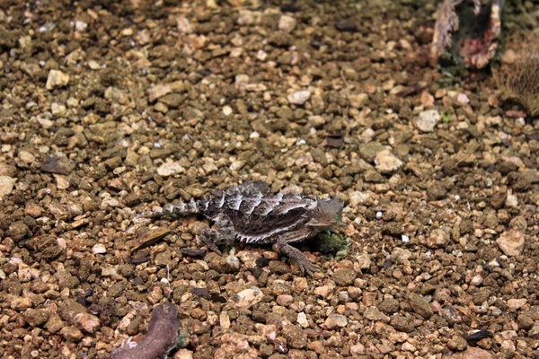 mexican west coast giant horned lizard