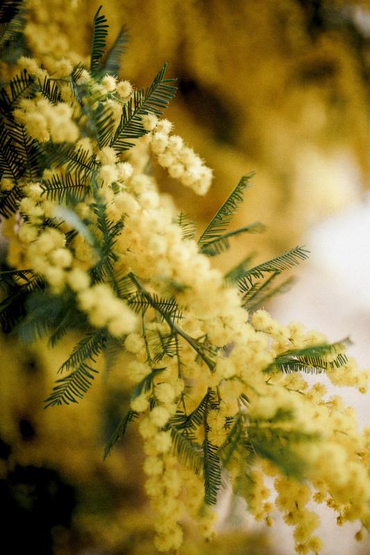 mimosa flowers backdrop picture blurred contrast closeup 