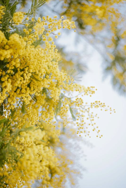 mimosa flowers picture elegant blurred closeup 