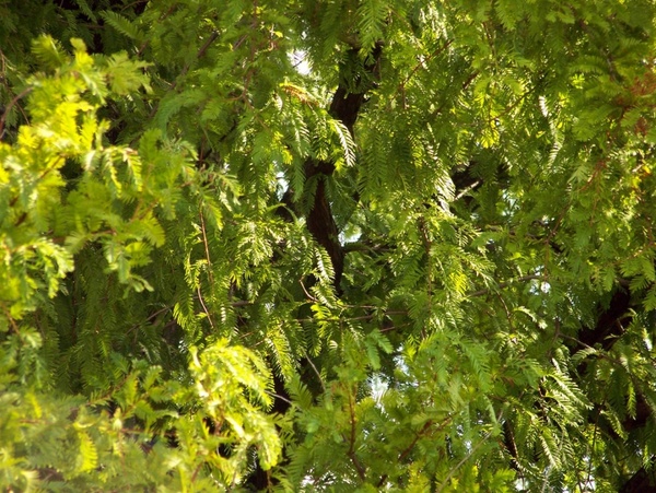 mimosa tree leaves