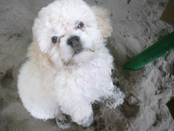 mini french poodle puppy