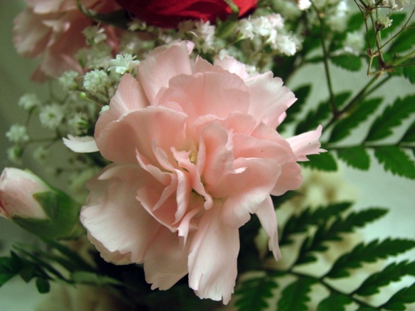 mini pink carnation