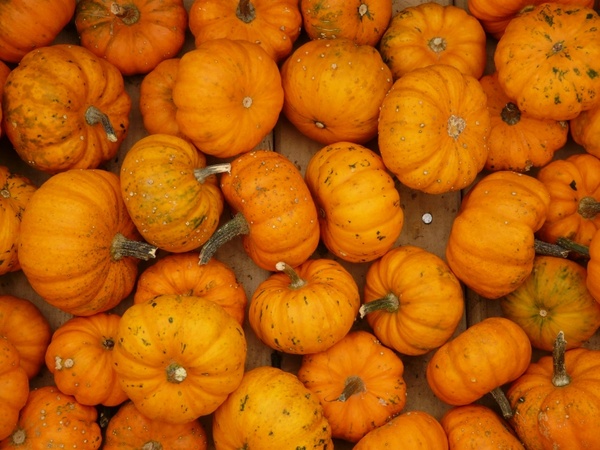 mini pumpkins pumpkin mandarin