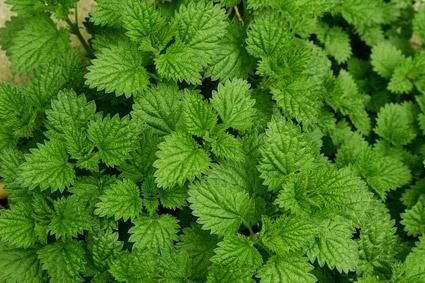 mint leaf background quality picture
