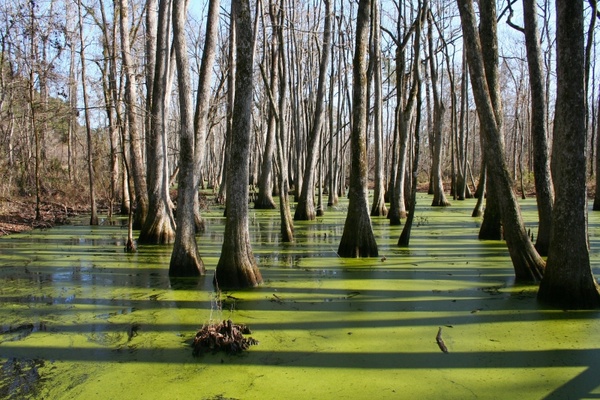 mississippi cypress swamp water