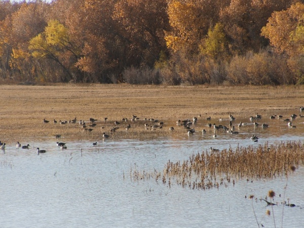 mixed flock of wild ducks