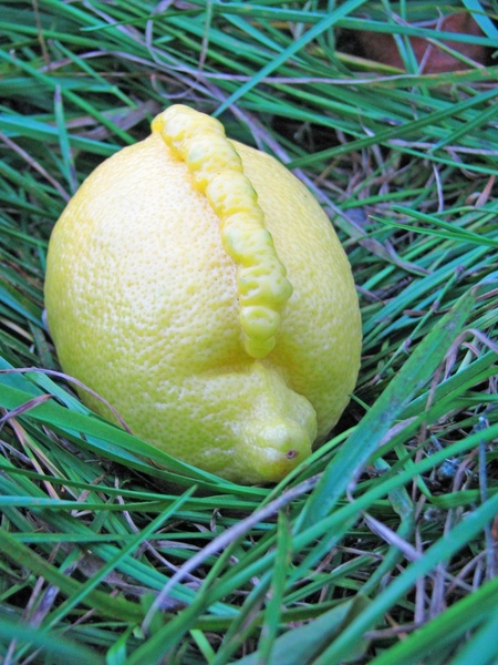 mohawk lemon