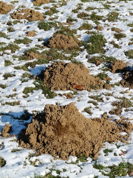 molehill mole earth