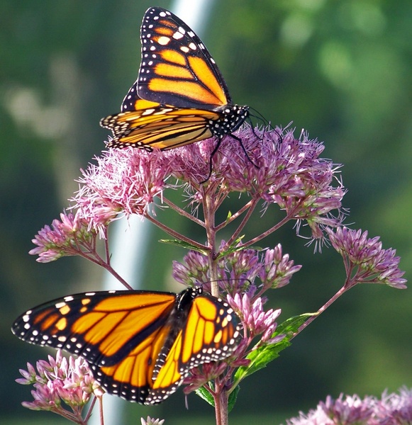 monarch butterfly butterflies